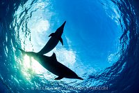 Dolphin Pair Silhouette. Egypt