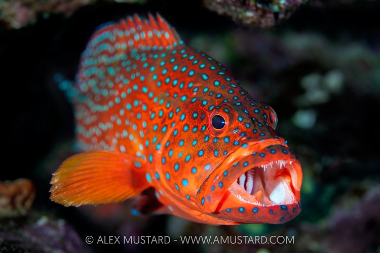 Coral Grouper Portrait, Egypt
