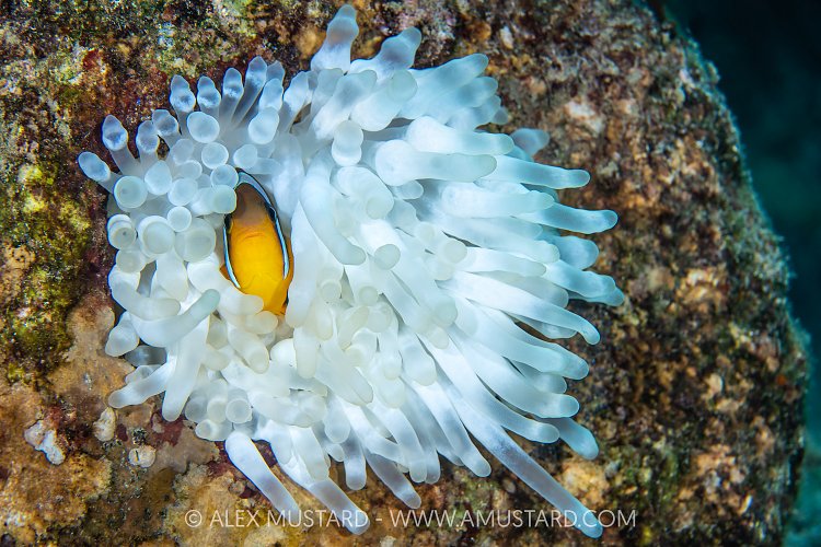 Bleached Anemone, Egypt