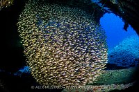 Glassfish Inside Wreck, Egypt