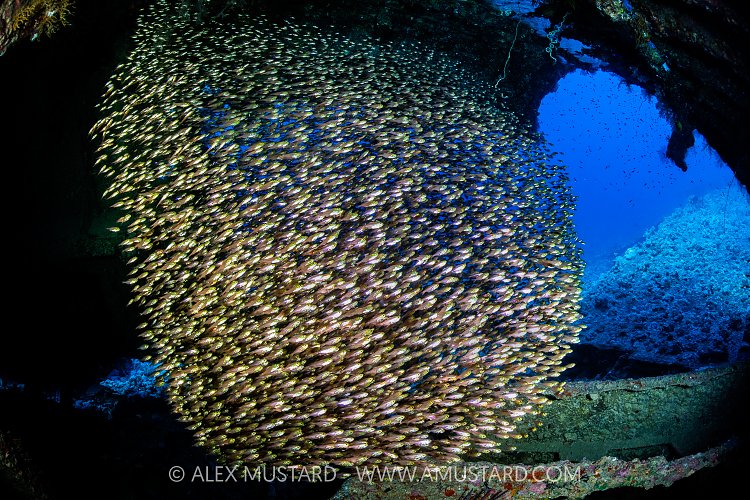 Glassfish Inside Wreck, Egypt