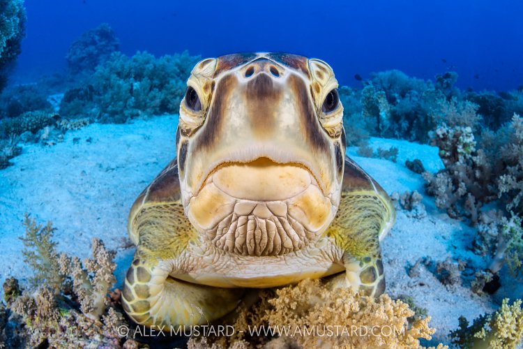 Green Turtle Portrait, Egypt