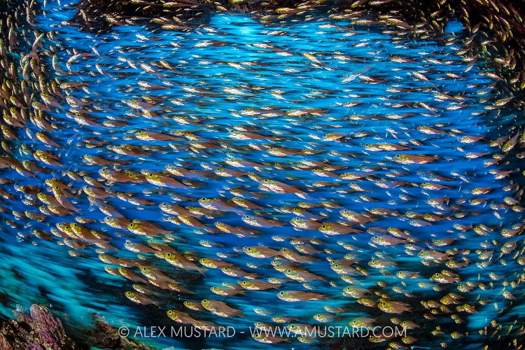 Schooling Glassfish, Egypt