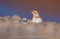 Snow Bunting Portrait, UK