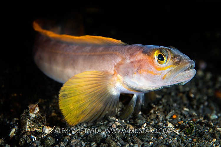 Northern Ronquil, Canada