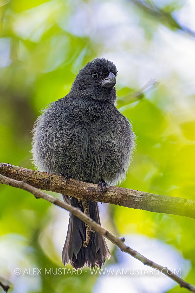 Grand Cayman Bullfinch, Cayman Islands