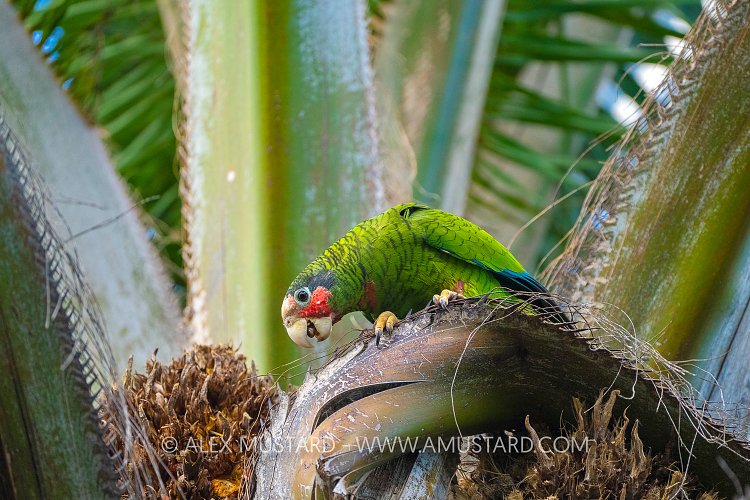 Cayman Parrot, Cayman Islands
