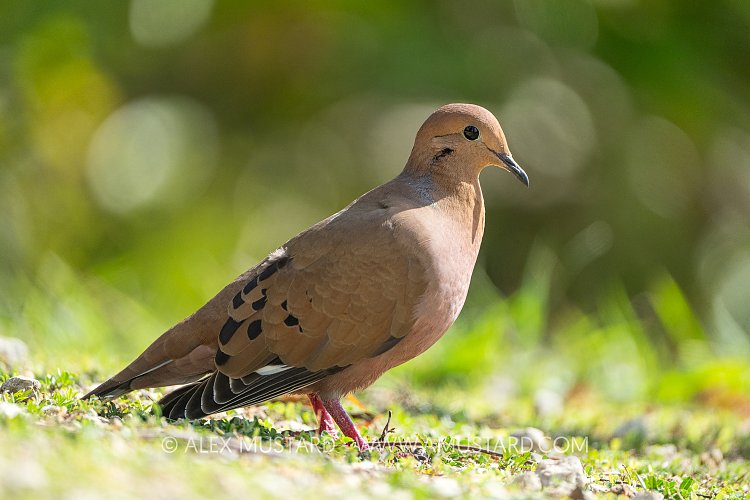 Zenaida Dove, Cayman Islands