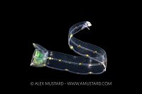 Eel Larva, Cayman Islands