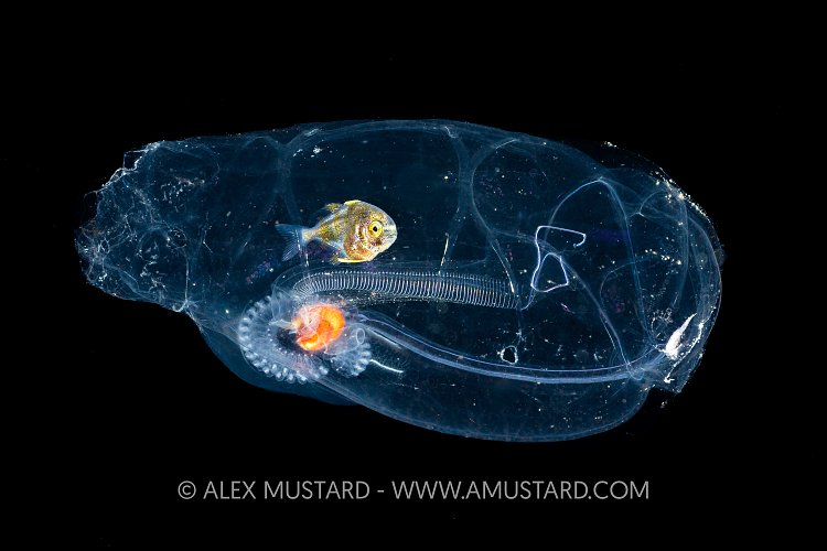 Jack-In-The-Salp, Cayman Islands