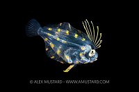 Larval Flounder, Cayman Islands