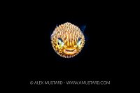 Larval Porcupinefish, Cayman Islands