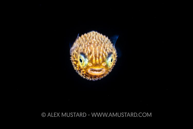 Larval Porcupinefish, Cayman Islands