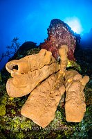 Reef Scene, Cayman Islands