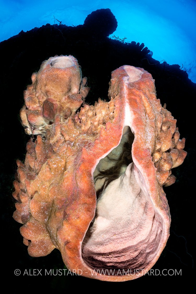 Barrel Sponge, Cayman Islands