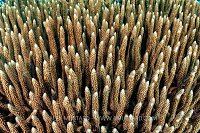 Coral Branches, Indonesia