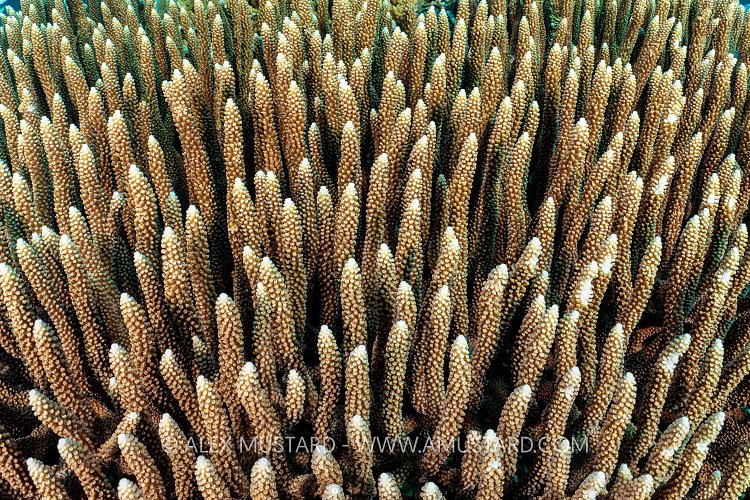 Coral Branches, Indonesia