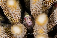 Hawkfish In Coral, Indonesia
