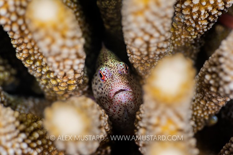 Hawkfish In Coral, Indonesia
