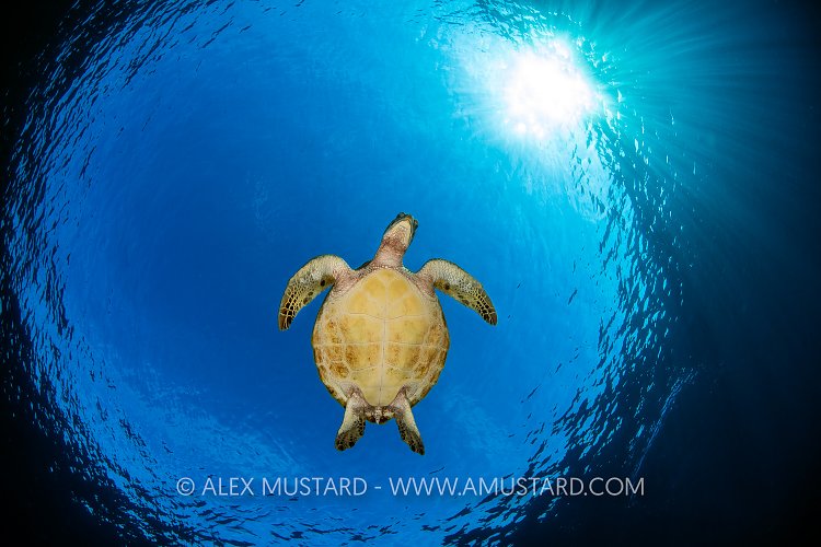Green Turtle In Snell, Indonesia
