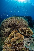 Corals And Chromis, Indonesia