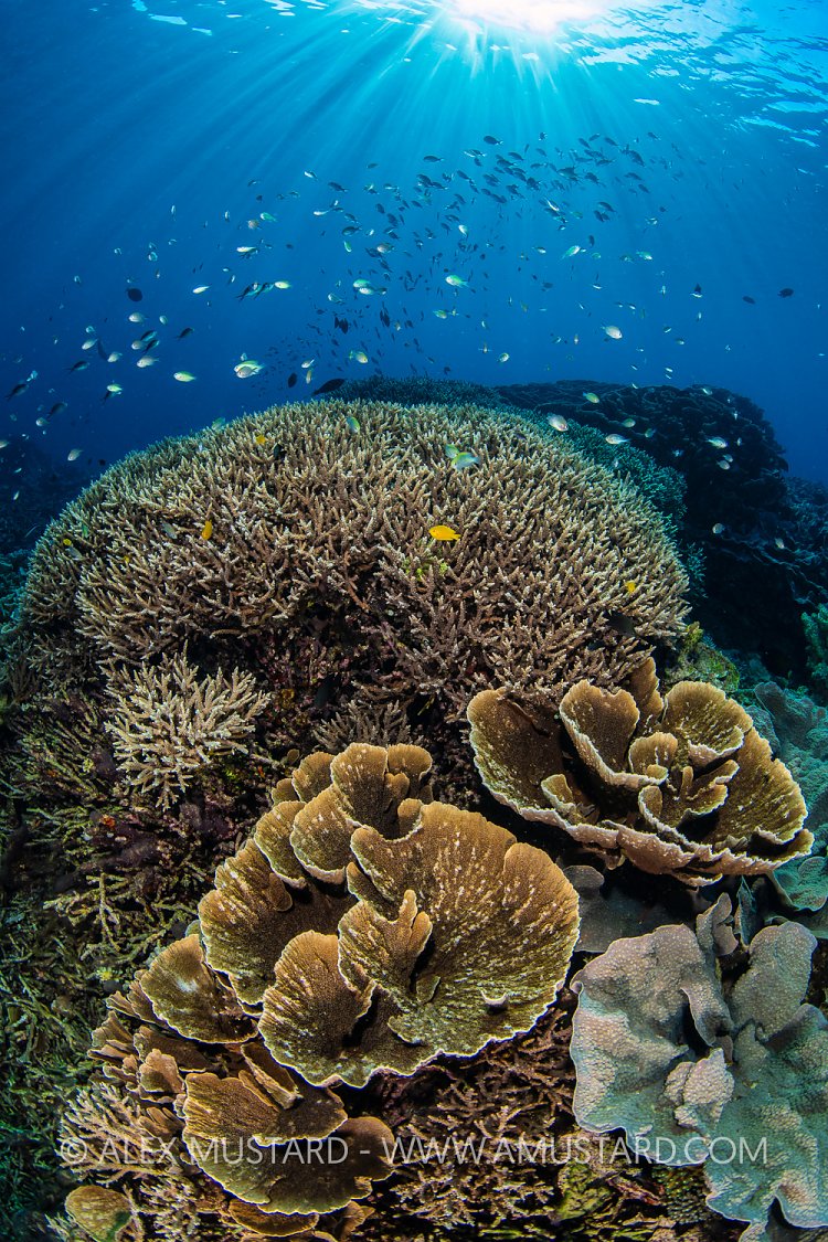 Corals And Chromis, Indonesia