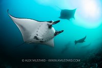 Mantas! Indonesia