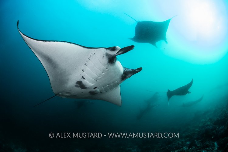 Mantas! Indonesia