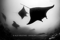 Mantas In Black And White! Indonesia