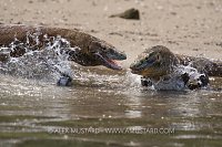 Komodo Dragon Fight, Indonesia