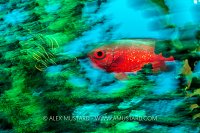 Red And Green, Indonesia