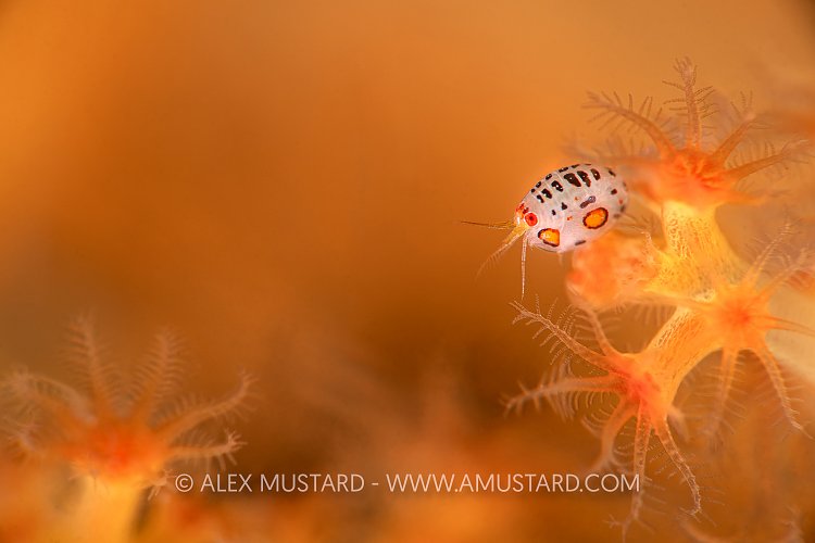 Ladybug In Soft Coral, Indonesia