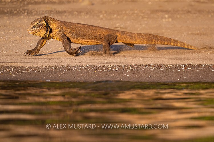 Dragon On The Beach, Indonesia
