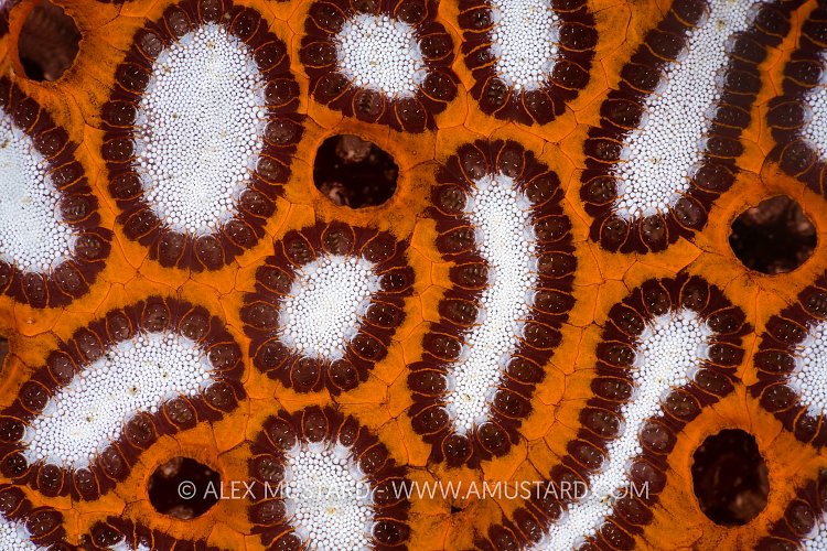 Seasquirt Detail, Indonesia