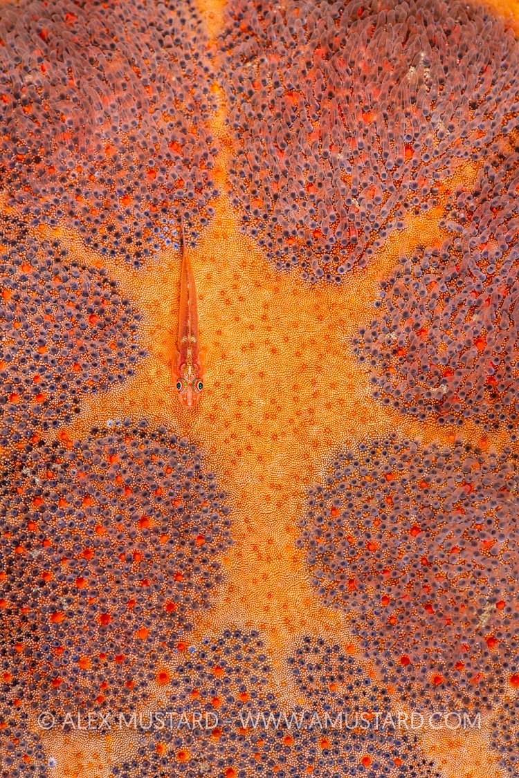 Ghost Goby On Starfish, Indonesia