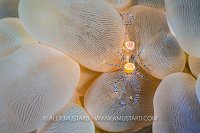 Bubble Coral Shrimp, Indonesia