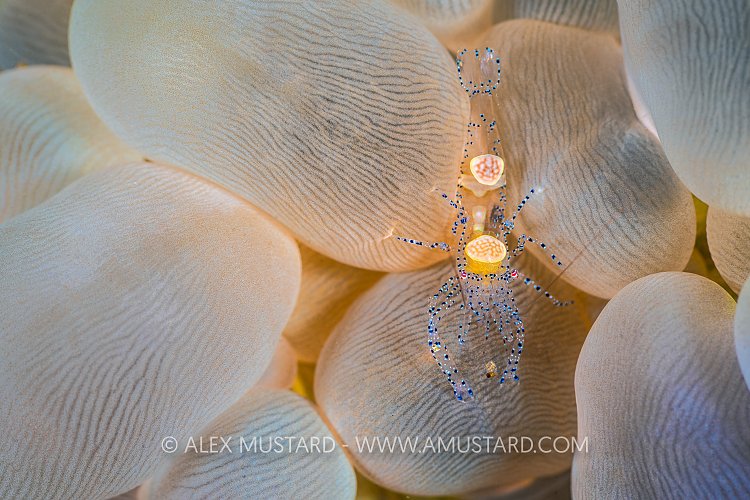 Bubble Coral Shrimp, Indonesia