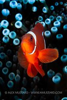 Spinecheek Anemonefish, Indonesia