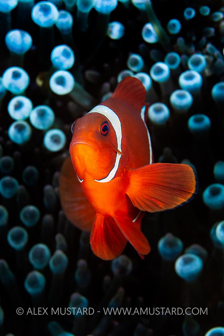 Spinecheek Anemonefish, Indonesia