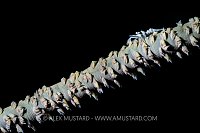 WIre Coral Shrimp, Indonesia