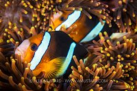 Clark's Anemonefish, Indonesia