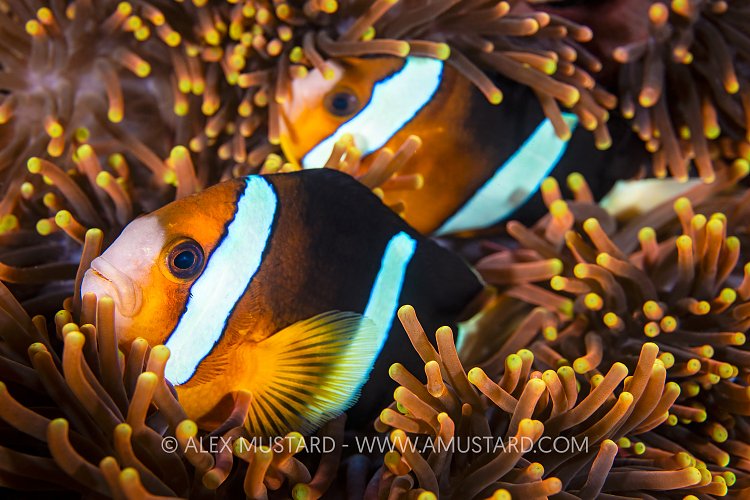 Clark's Anemonefish, Indonesia
