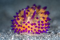 Janolus Nudi, Indonesia