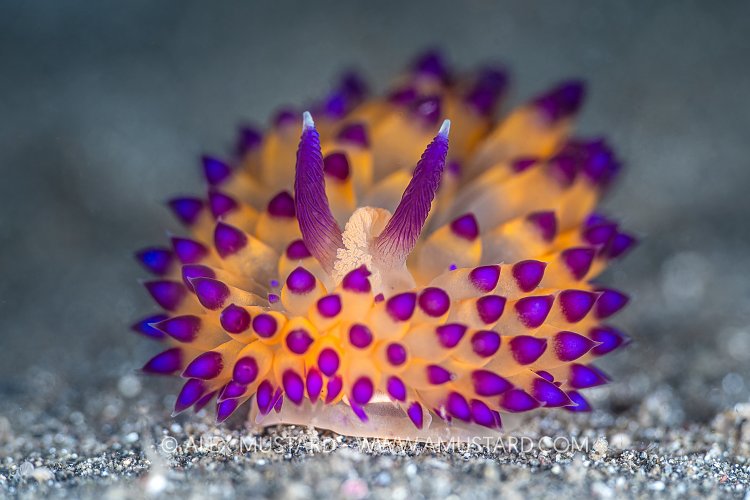 Janolus Nudi, Indonesia
