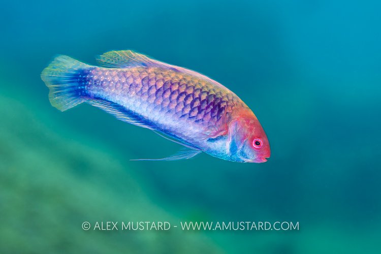 Red Head Wrasse, Indonesia