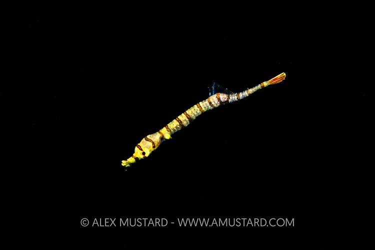 Pipefish Juvenile In Open Water, Indonesia