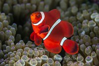 Spinecheek Anemonefish, Indonesia