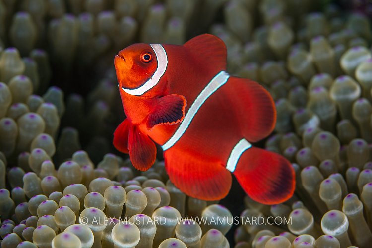Spinecheek Anemonefish, Indonesia
