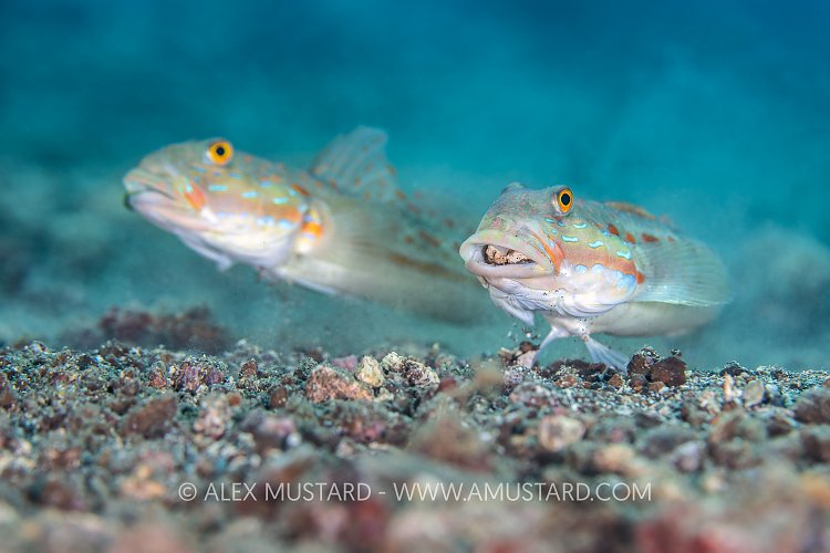 Gobies Feeding, Indonesia