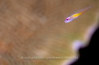 Pink Eye Goby, Indonesia
